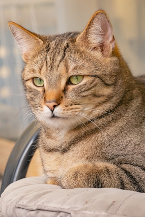 欧洲短毛猫可爱摄影图片